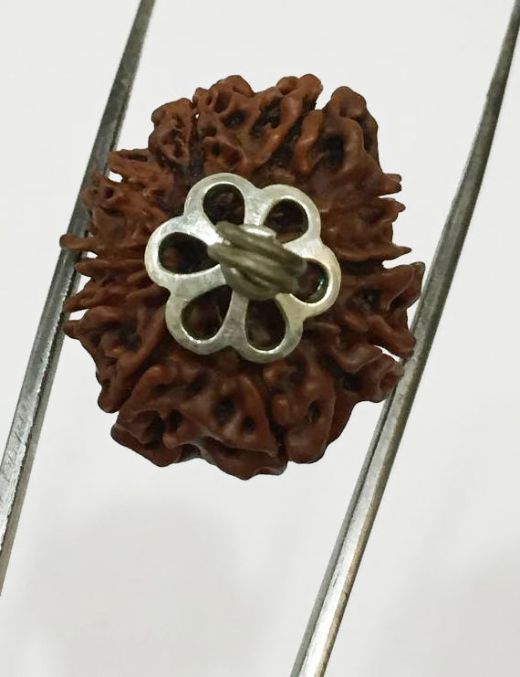 10 Mukhi Certified Rudraksha Silver Pendant (Nepal Origin) 22mm +